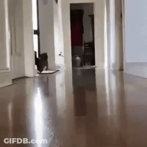 Very Excited Dog Running GIF