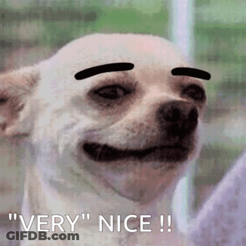Very Good Chihuahua Flirty Eyebrows GIF