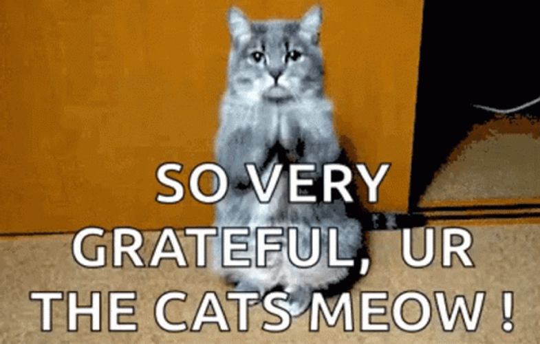Very Grateful Thank You Cat GIF