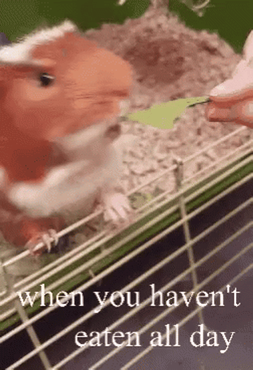 Very Hungry Cuy Guinea Pigs GIF
