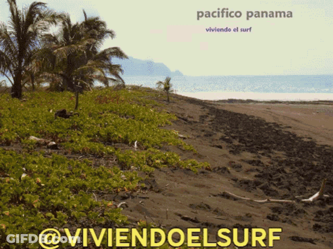 Ves Viviendoelsurf GIF