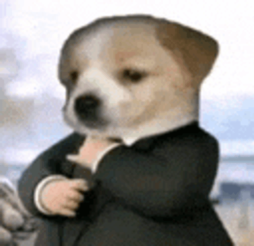 Vest Dog Meme GIF