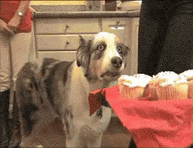 Veteran Ptsd Dog GIF