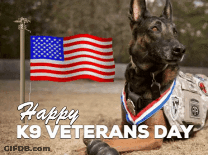 Veterans Day K9 Dog American Flag GIF
