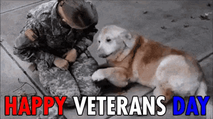 Veterans Day Military Soldier Return Golden Retriever GIF