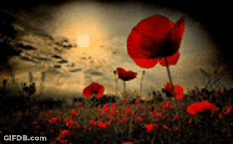 Veterans Day Red Poppy Meme GIF