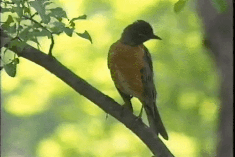 Vhs Effect Bird Perched On Tree Branch GIF