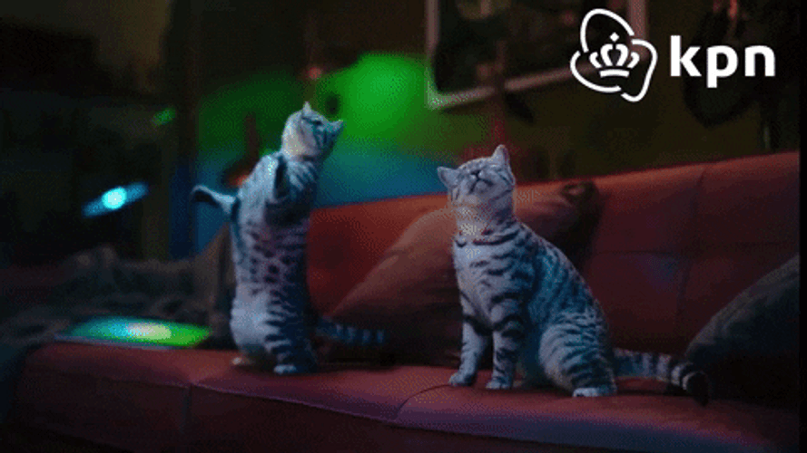 Vibing Cat Couple By KPN GIF