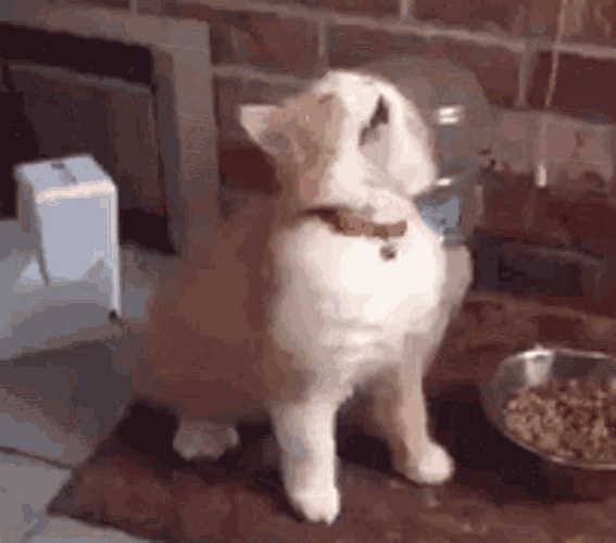 Vibing Cat Eating Meal GIF