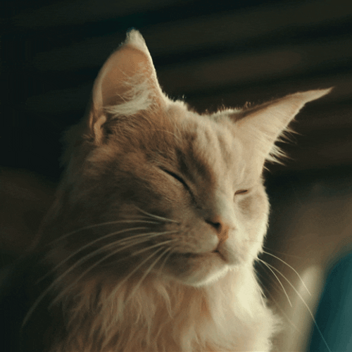 Vibing Cat Feel The Music GIF