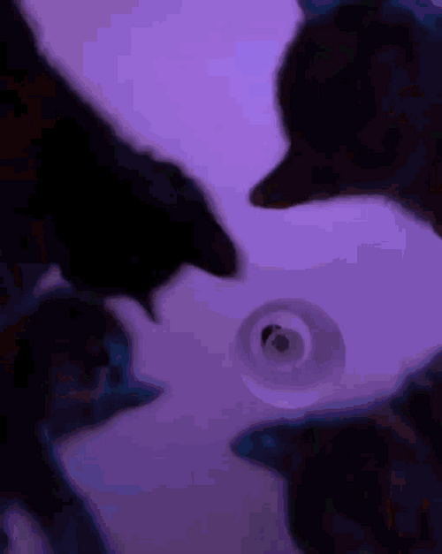 Vibing Cat Friends Disco Lights GIF