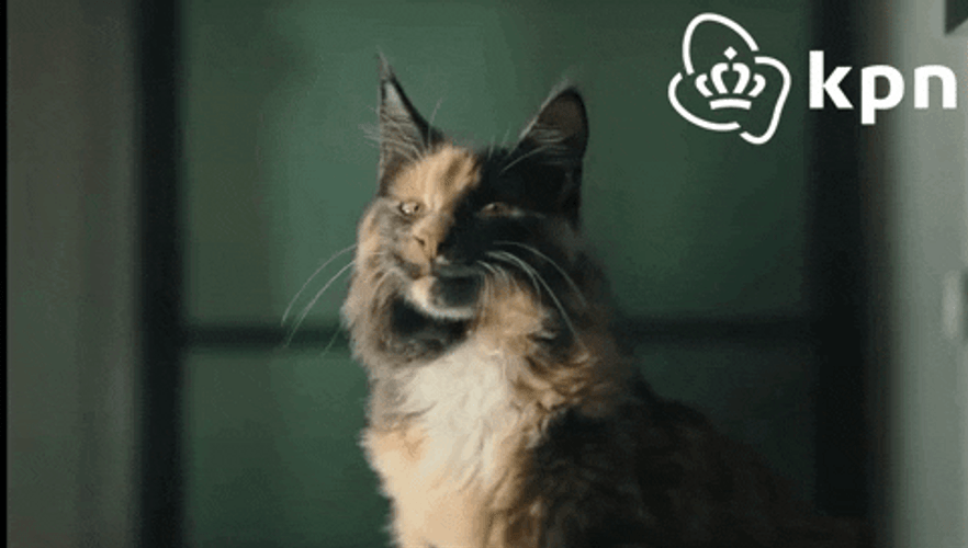 Vibing Cat KPN Campaign GIF