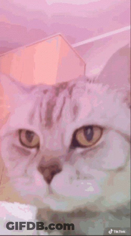 Vibing Cat Party Lights GIF