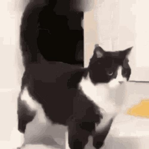 Vibing Cat Screen Moving GIF