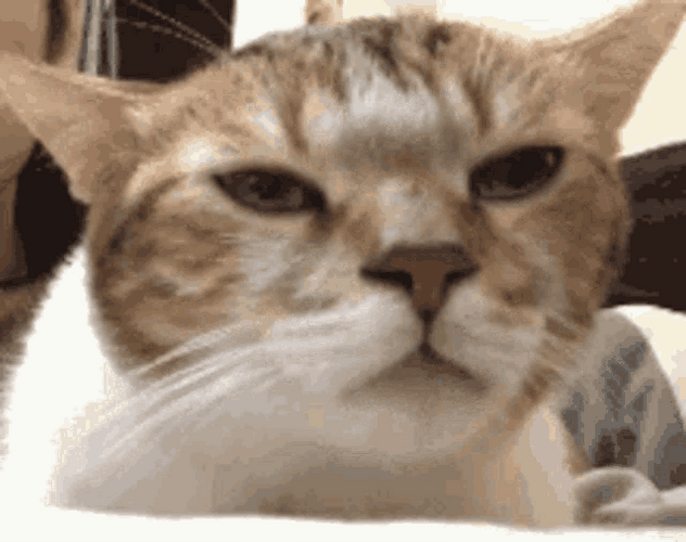Vibing Cat Sleepy GIF