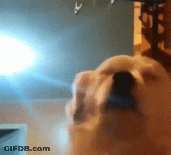 Vibing Dog Dancing GIF