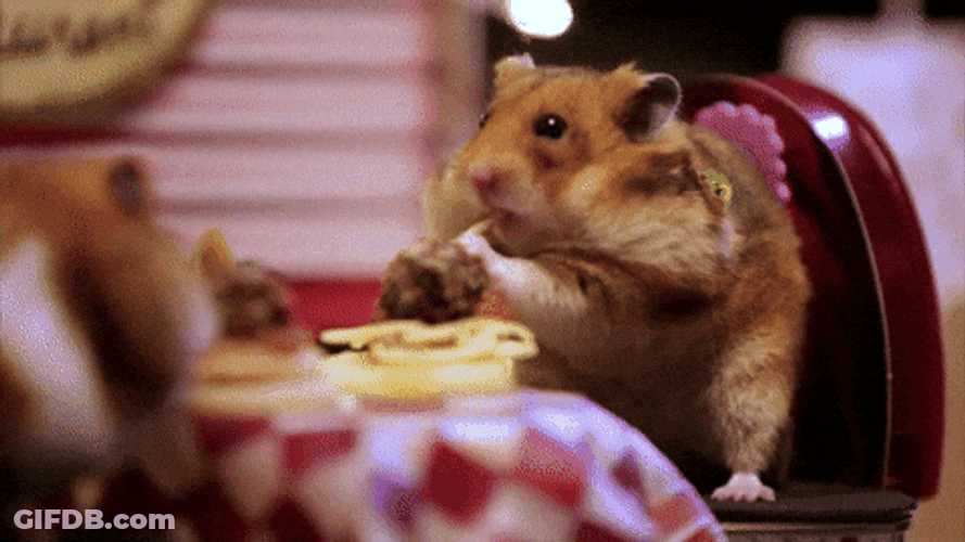 Video Tiny Hamster Date GIF