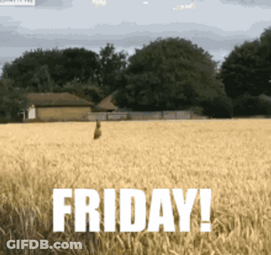Viernes Friday Excited Dog Jumping Through Fields GIF