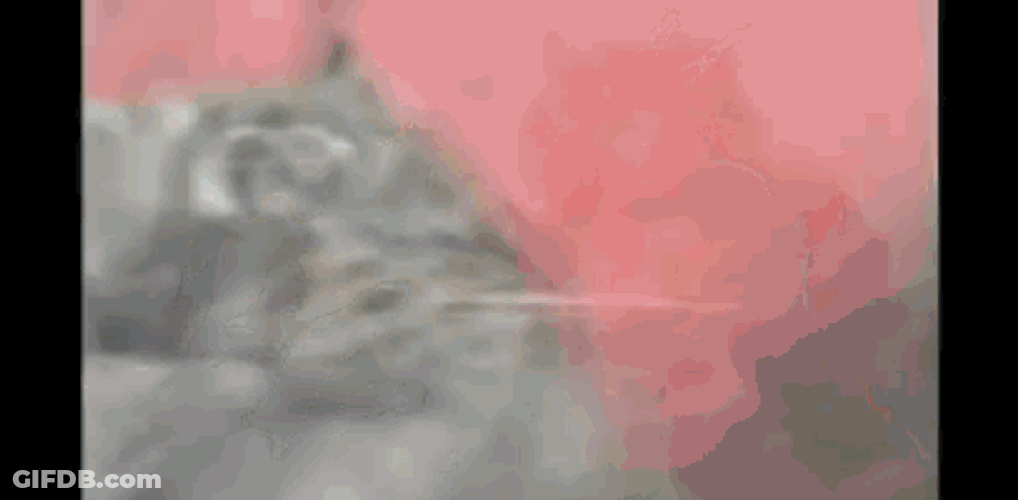 Vietnam Cats GIF