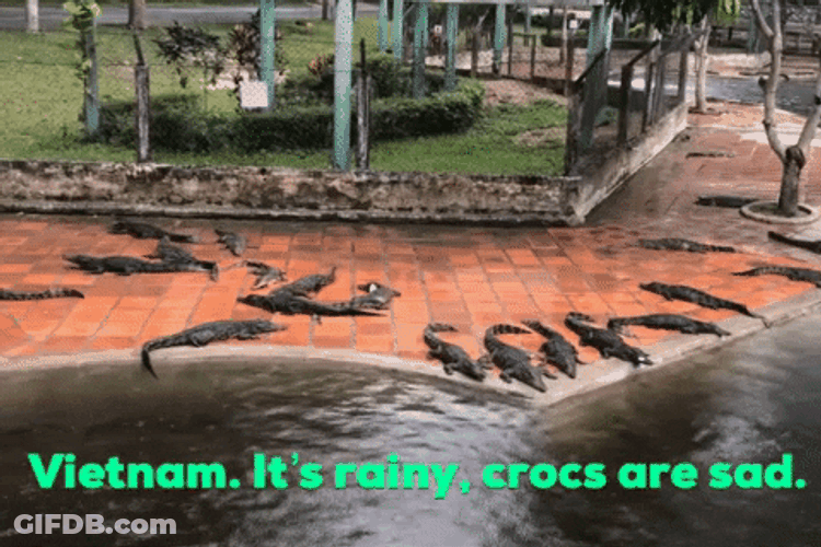 Vietnam Rainy Zoo Crocs Sad GIF