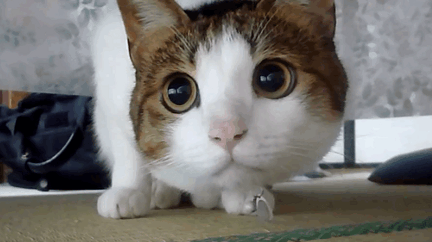 Vigilant Huh Cat Meme GIF