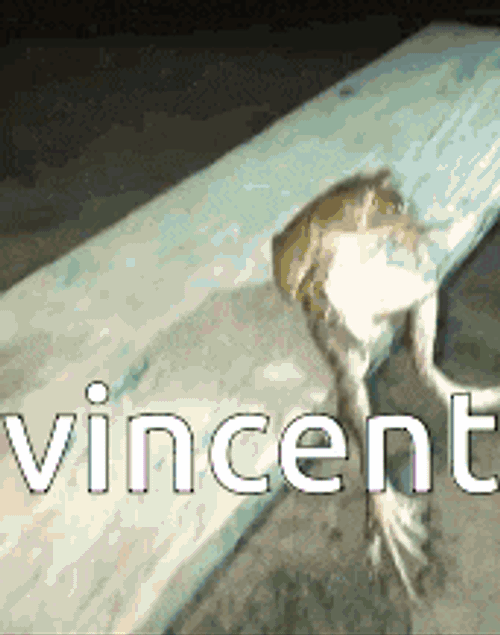 Vincent Vincent Frog GIF