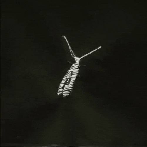 Vintage Monochrome Butterfly GIF
