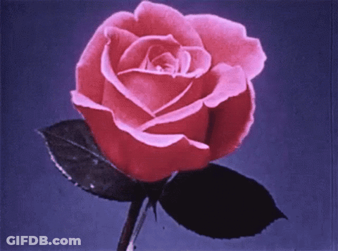Vintage Pink Rose Flower Blooming GIF