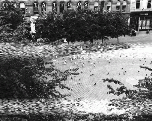 Vintage The Birds GIF
