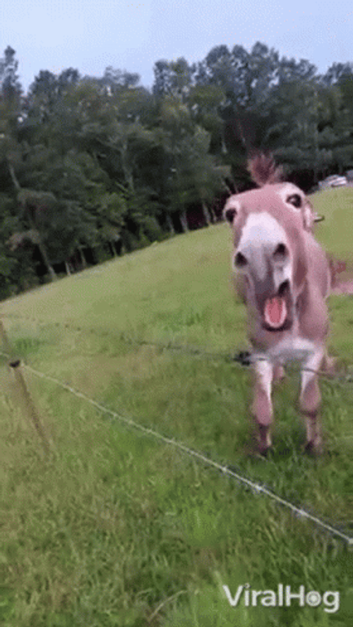 Viral Donkey Tail Wagging GIF
