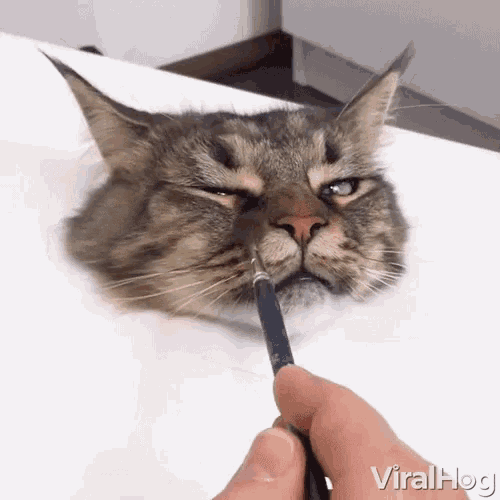 Viral Hog Viral Hog Videos GIF