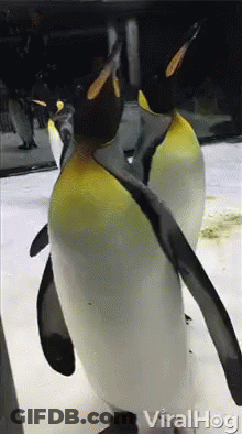 Viralhog Penguins GIF