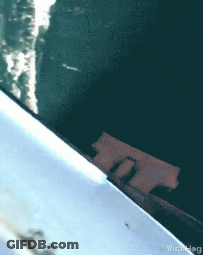 Viralhog Screenshot GIF