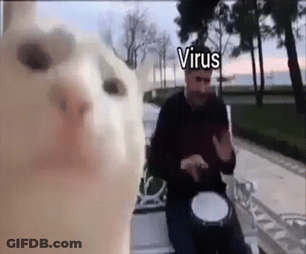 Virus Cat Windows Computer GIF