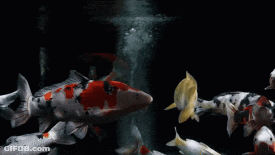 Vivid Alive Koi Fish GIF