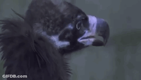 Vulture Head With Purple Beak GIF