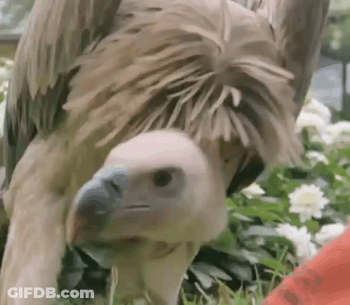 Vulture Standing In Grass Looking Down GIF