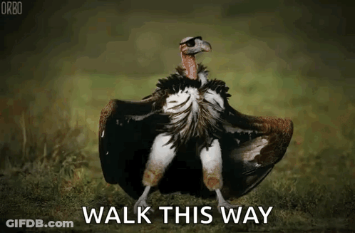 Vulture Standing In Grass Saying Walk This Way GIF