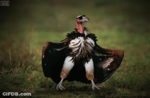 Vulture Standing In Grass With Wings Outstretched Orbo GIF