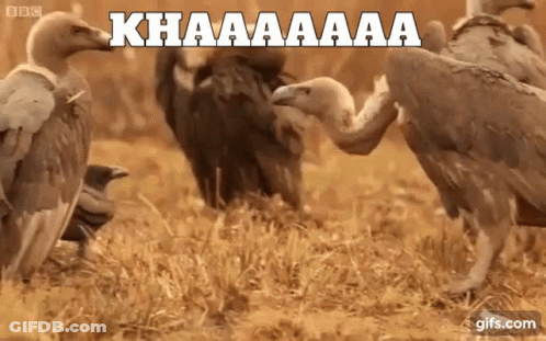 Vulture With Wings Outstretched Saying Orbo GIF