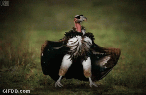 Vulture With Wings Outstretched Saying Orbo GIF
