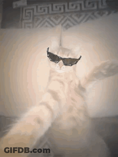 W Rizz Cool Kitty Dark Shades GIF