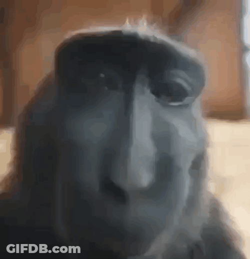W Rizz Sassy Monkey Close Up GIF