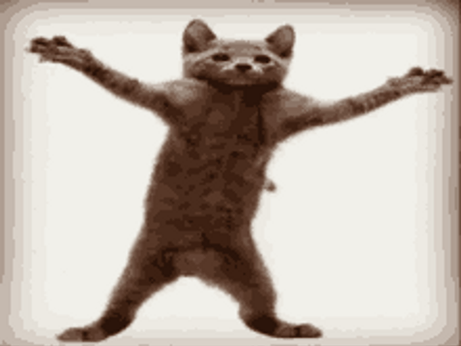Wacky Cat Dance GIF