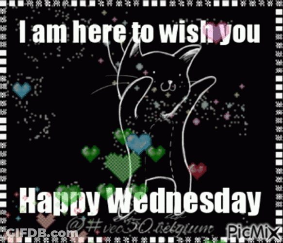 Wacky Wednesday Cute Cat GIF