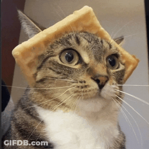 Waffle Cat Meme GIF