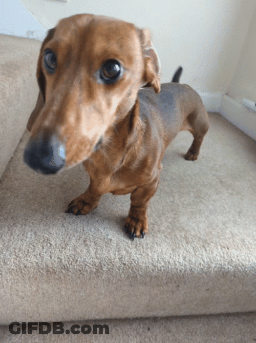 Wagging Tale Wiener Dog GIF