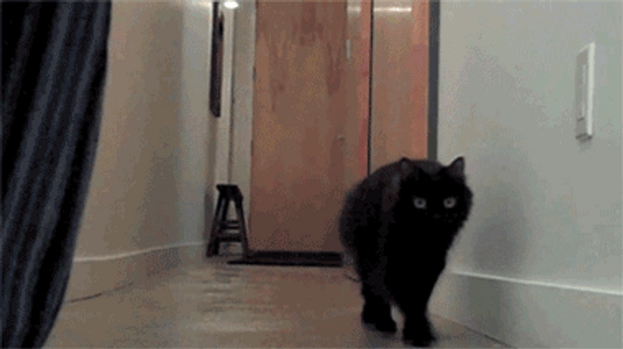 Wait Cat Saw A Balloon GIF