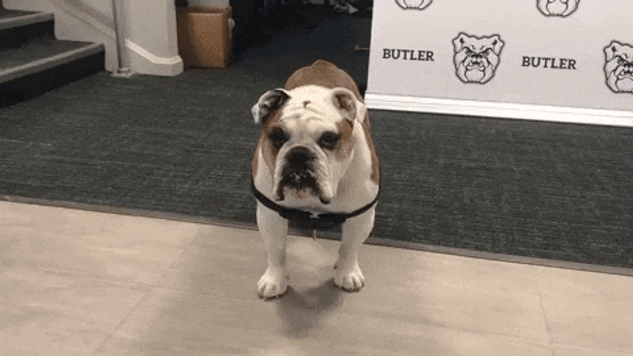 Wait Happy Dog Day What GIF