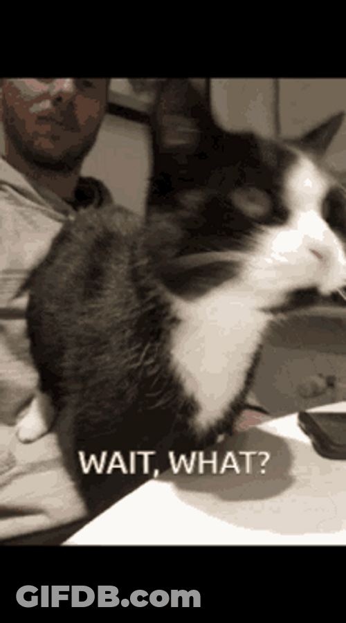 Wait What Black Cat Staring GIF